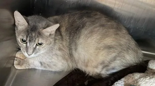 A young medium-sized female Domestic Short Hair cat named Meatball Nb for adoption in Windsor, CT