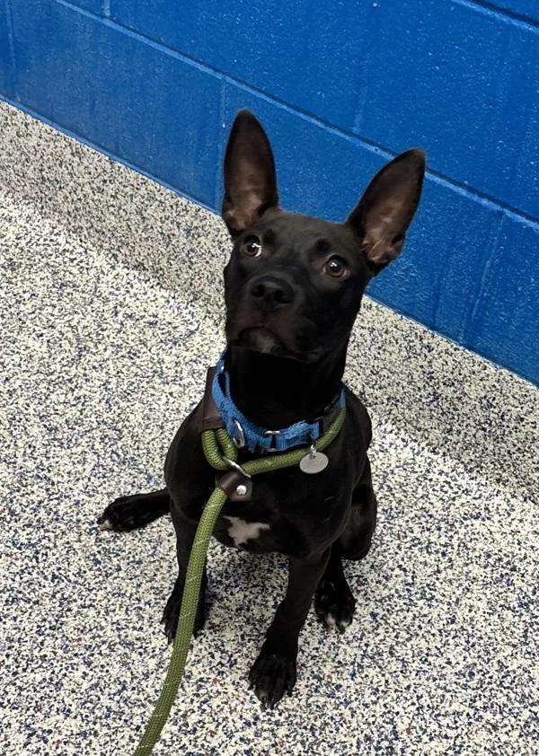 A baby medium-sized female Pit Bull Terrier dog named Batty for adoption in Golden, CO