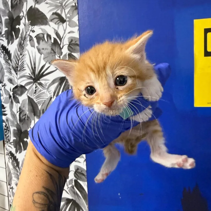 A baby small-sized female Orange / Red Domestic Short Hair cat named Blueberry for adoption in Wahiawa, HI