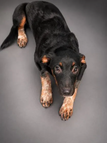A young medium-sized male Cattle Dog dog named Donald for adoption in Bowling Green, KY