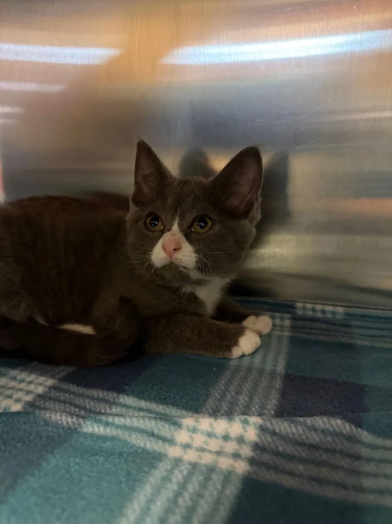 A baby medium-sized female Gray & White Domestic Short Hair cat named Dolphin for adoption in Sterling Heights, MI