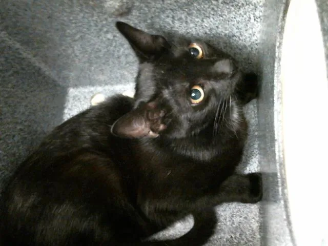 A young medium-sized female Domestic Short Hair cat named Jezel for adoption in Houston, TX