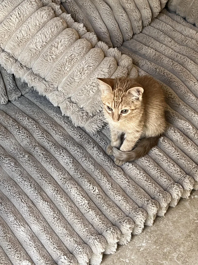 A baby medium-sized male Tabby (Orange / Red) Tabby cat named Mochi for adoption in Vallejo, CA