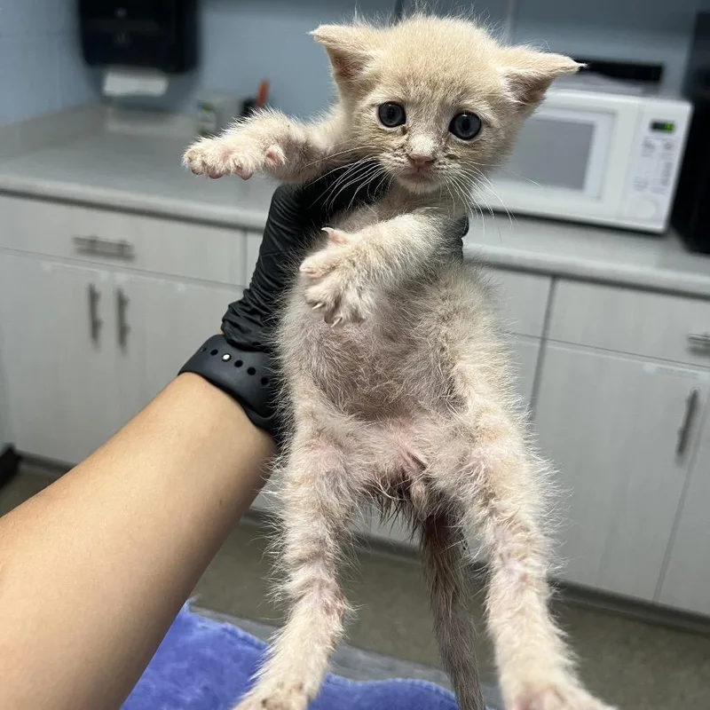A baby small-sized male Buff / Tan / Fawn Domestic Short Hair cat named Buzz for adoption in Riverside, CA