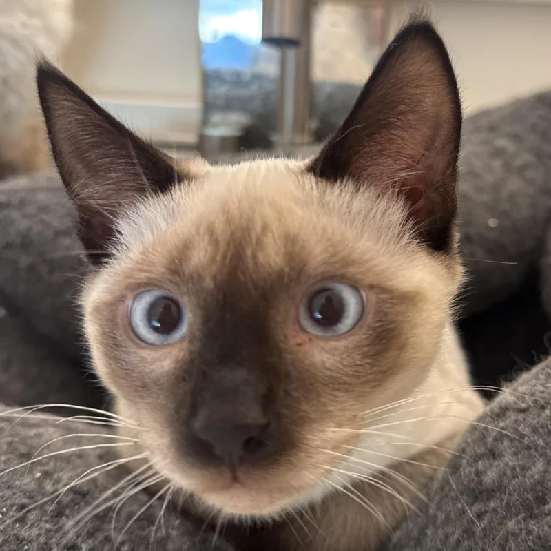 A baby small-sized female Domestic Short Hair cat named Ragatha for adoption in Cumming, GA