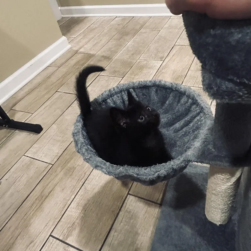 A baby small-sized female Black Domestic Short Hair cat named Oakley for adoption in Middle Village, NY