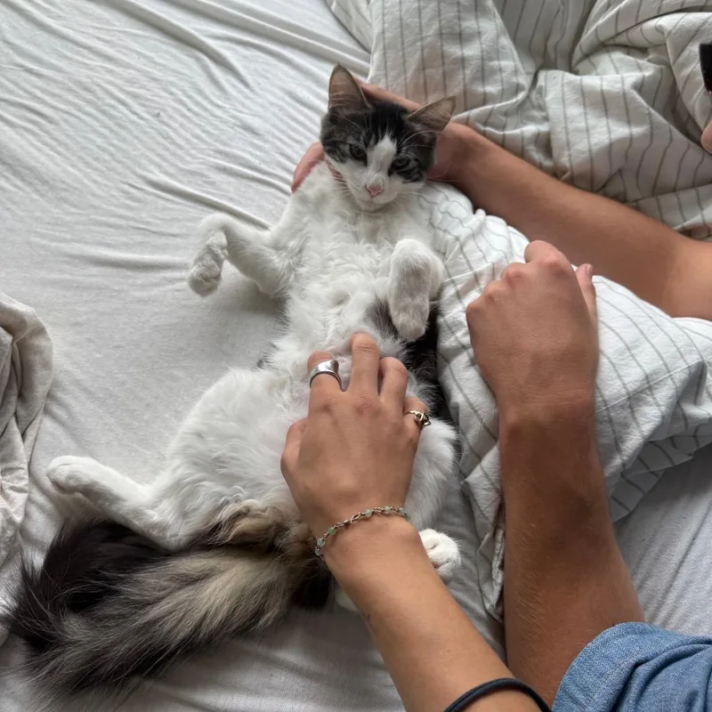 A baby small-sized female Brown / Chocolate Domestic Short Hair cat named Tootsie Roll for adoption in Middle Village, NY