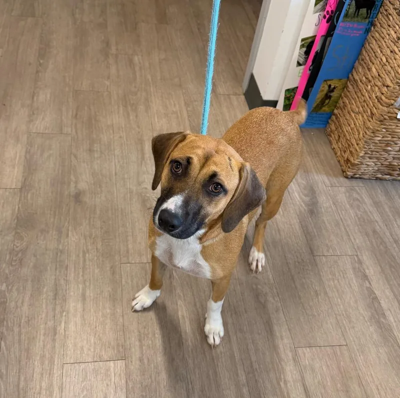 A young medium-sized female Mixed Breed dog named Skye for adoption in Metter, GA