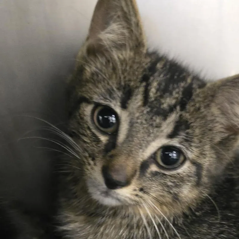 A baby medium-sized male Domestic Short Hair cat named Ben for adoption in Orange, VA