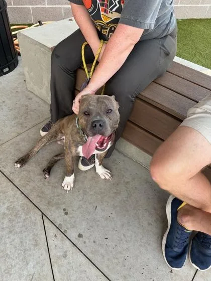 An adult large-sized male Mixed Breed dog named Pitta for adoption in Atlanta, GA