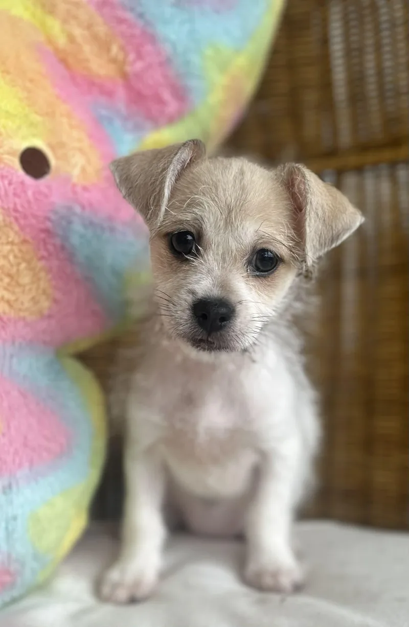 A baby small-sized female White / Cream Terrier dog named Wilma for adoption in Liverpool, TX