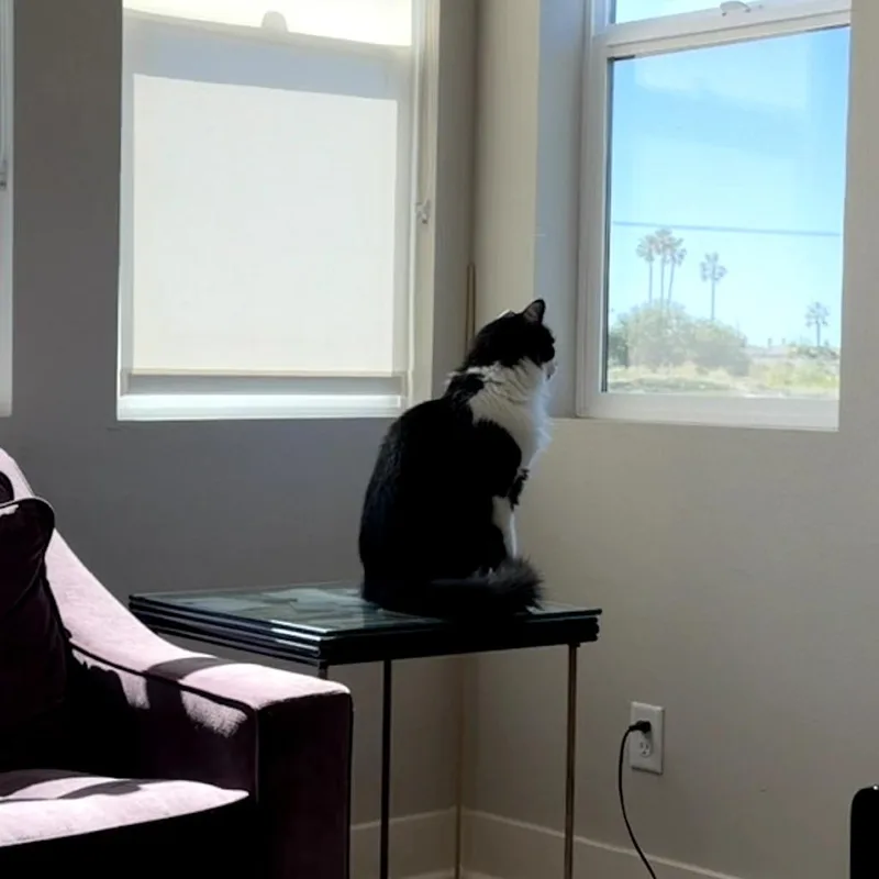 Tigger thumbnail 4