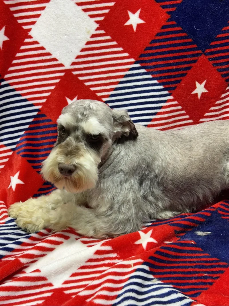 An adult small-sized male Schnauzer dog named Frankie for adoption in Elyria, OH