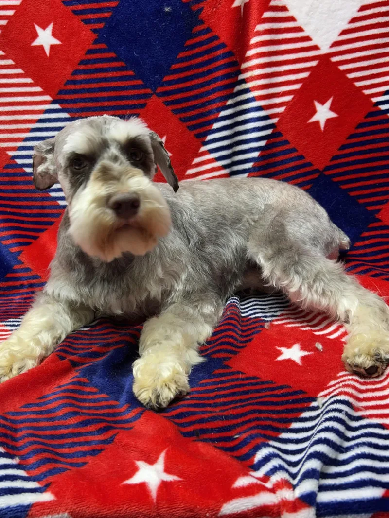 Frankie thumbnail 3