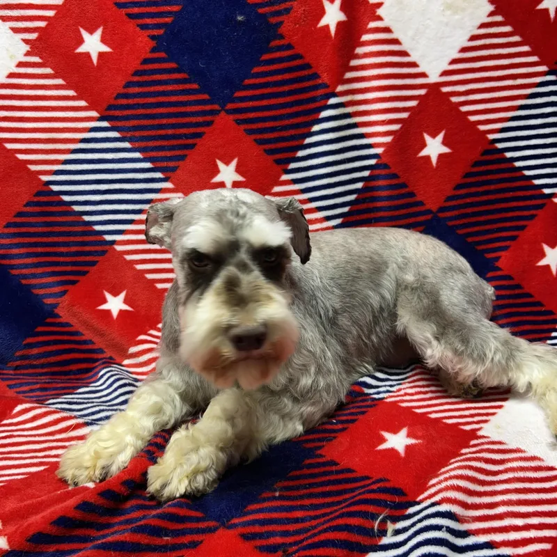 Frankie thumbnail 4