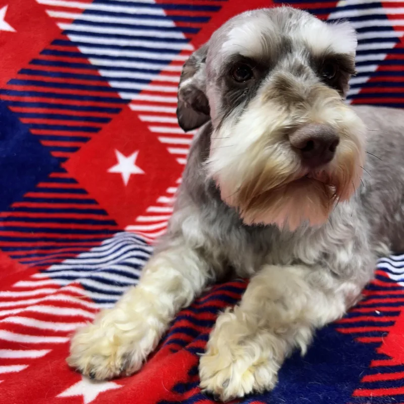 Frankie thumbnail 5
