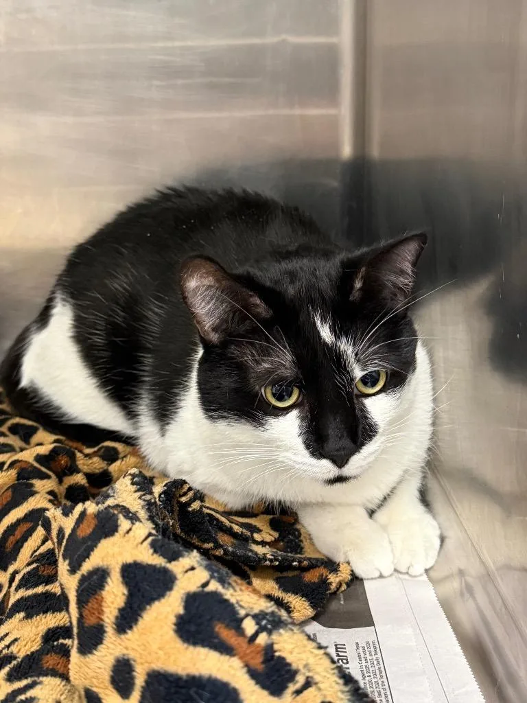 An adult medium-sized male Domestic Short Hair cat named Buck for adoption in Belton, TX