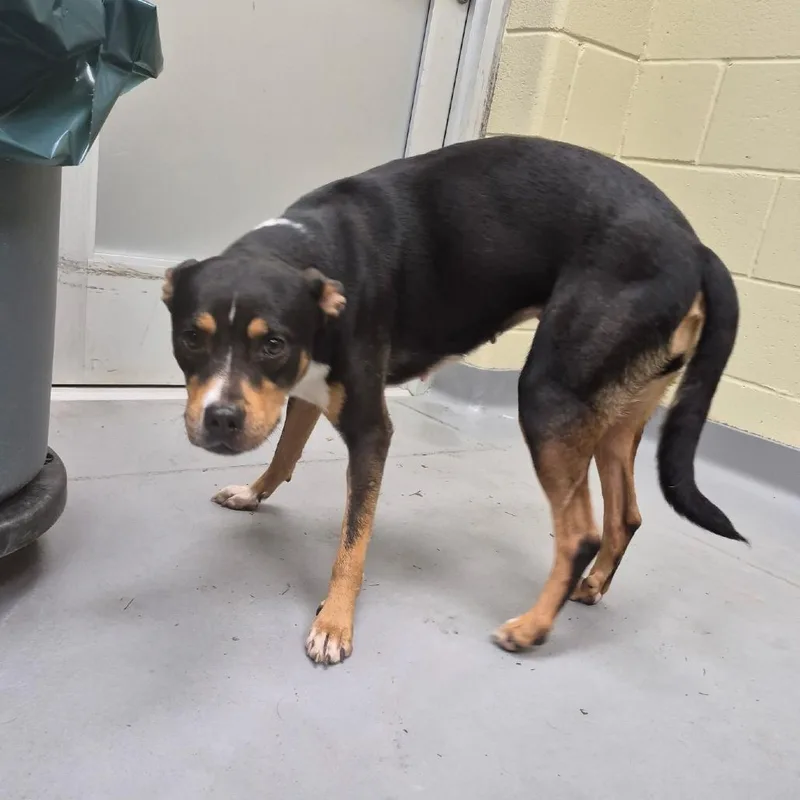 A young medium-sized female Black Mixed Breed dog named StraySouthAndrewDriveCocoa for adoption in Columbus, GA