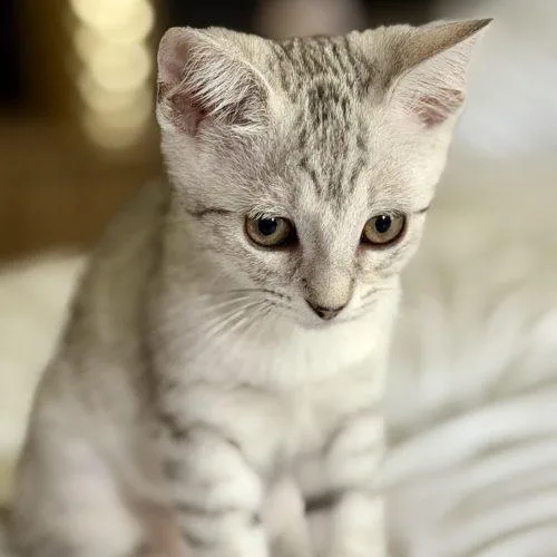 Pixie