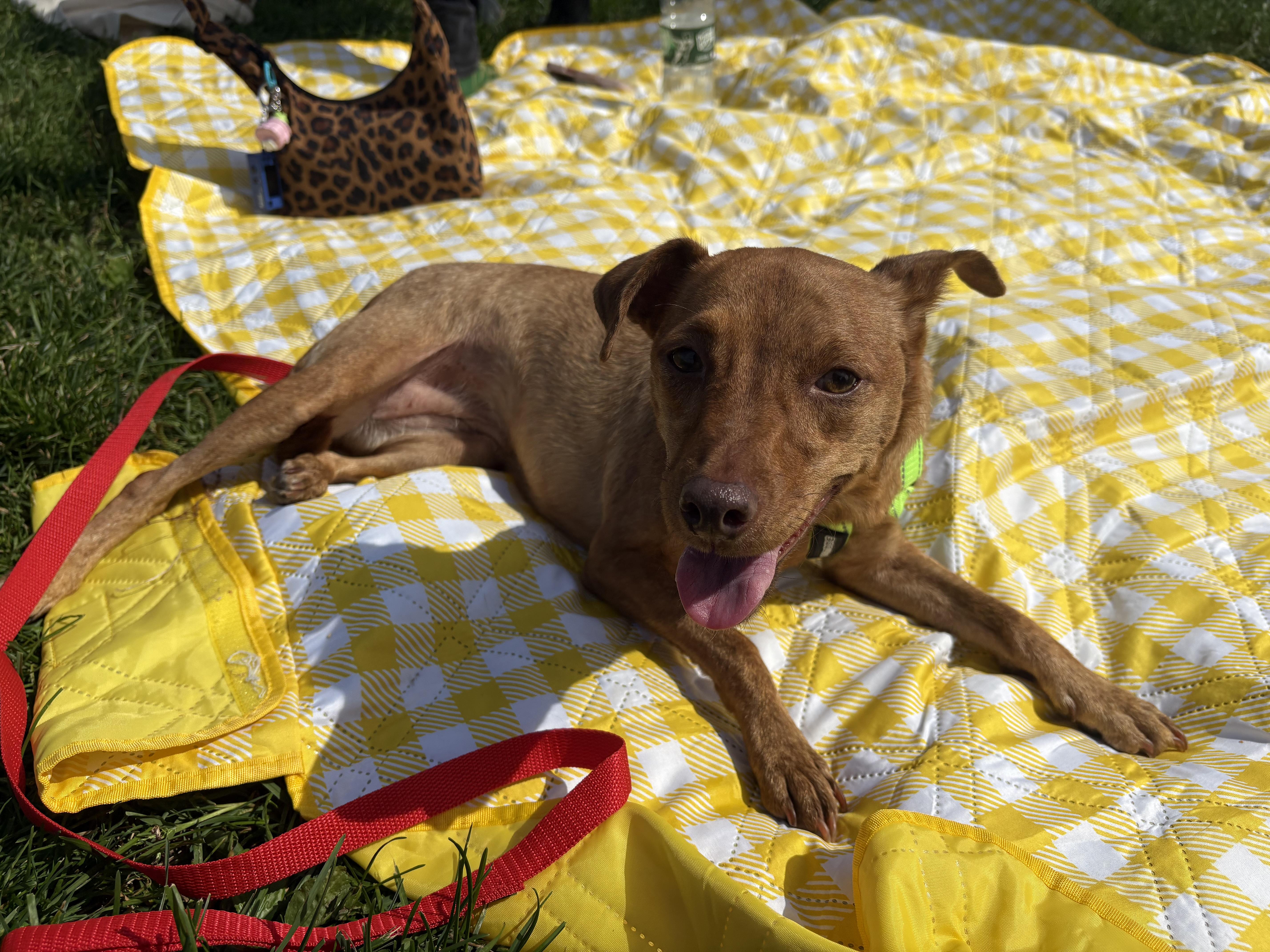 An adult small-sized female Chihuahua dog named Pieces for adoption in Brooklyn, NY