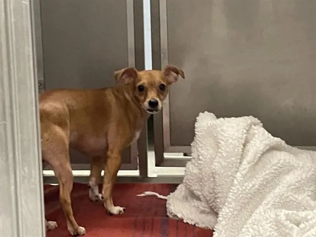 An adult small-sized male Chihuahua dog named Hank for adoption in Ontario, CA
