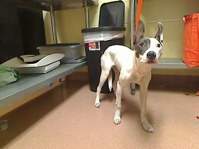 A young medium-sized female Feist dog named Shade for adoption in Cookeville, TN