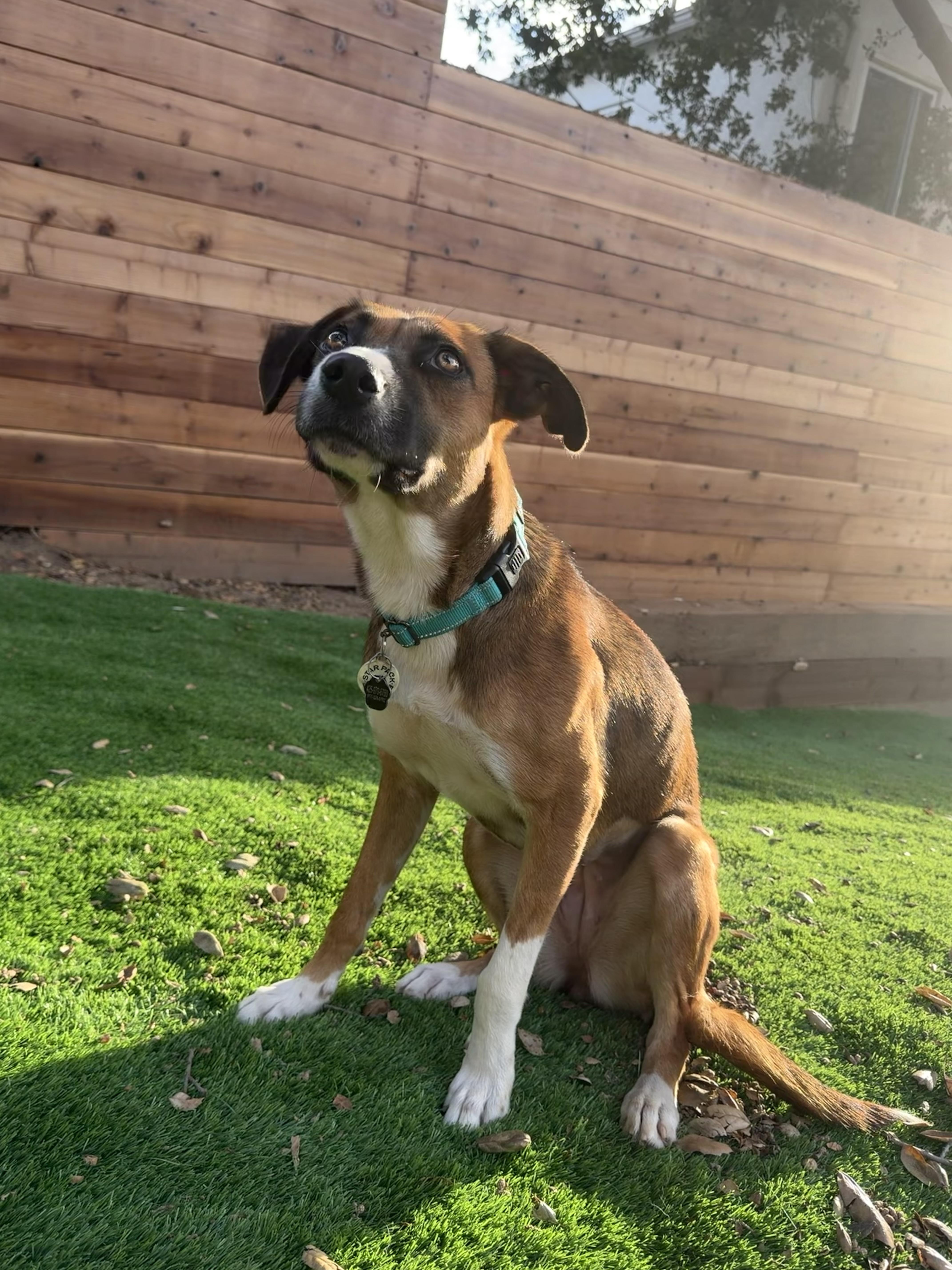 A young medium-sized female German Shepherd Dog dog named Clara for adoption in LOS ANGELES, CA