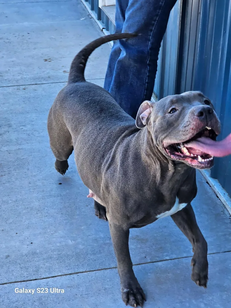 An adult medium-sized female Gray / Blue / Silver Pit Bull Terrier dog named Star for adoption in Tama, IA