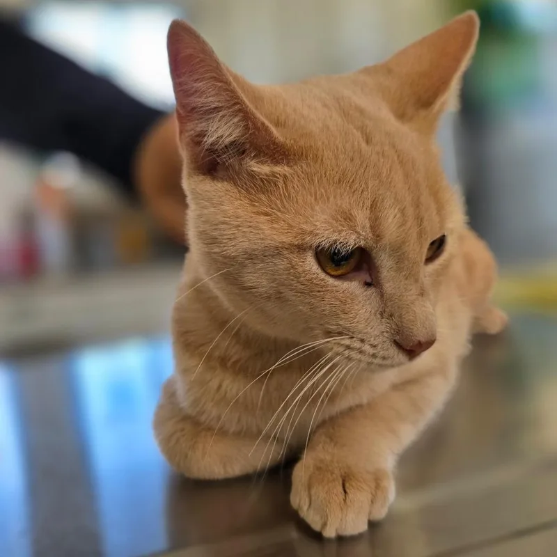 A young medium-sized male Buff / Tan / Fawn Domestic Short Hair cat named Beefsteak for adoption in Chapel Hill, NC