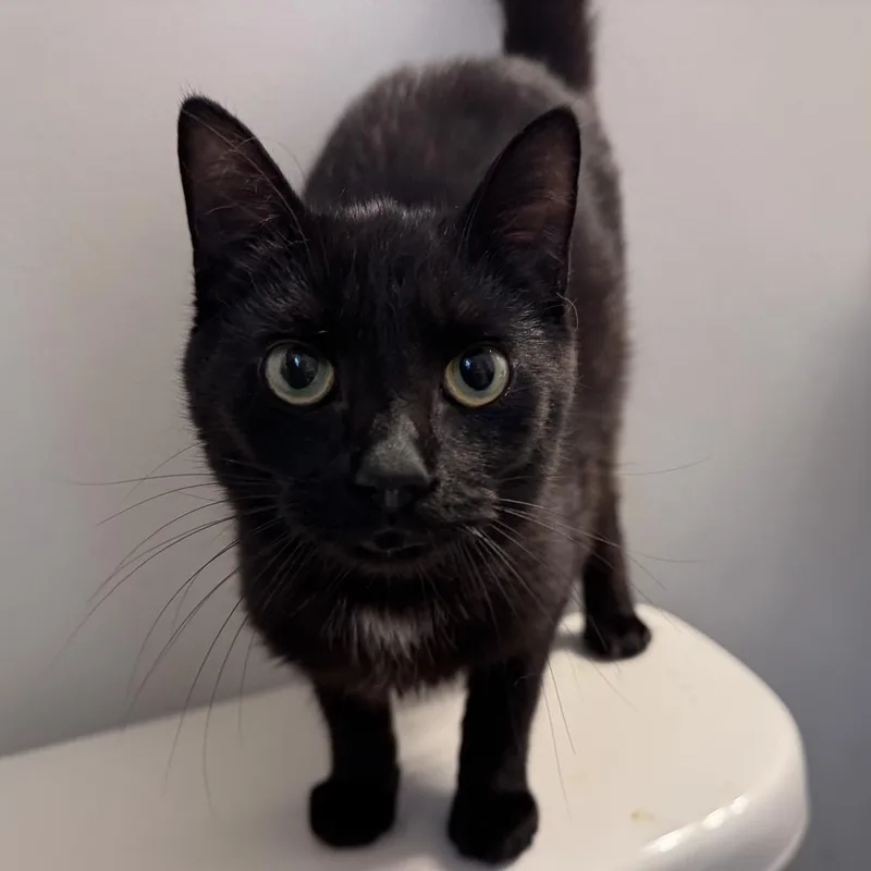 Donut Cr thumbnail 2