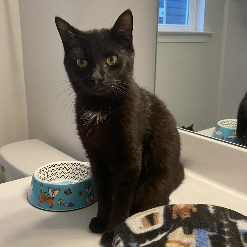 Donut Cr thumbnail 3