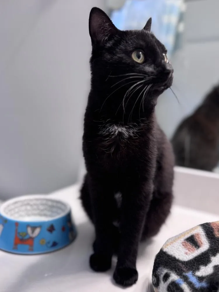 Donut Cr thumbnail 4