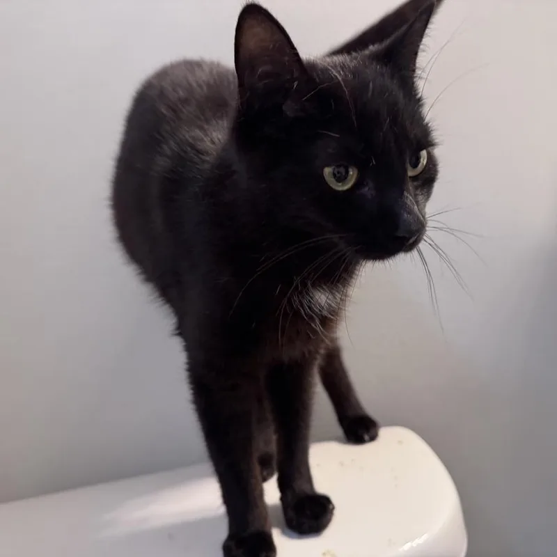 Donut Cr thumbnail 5