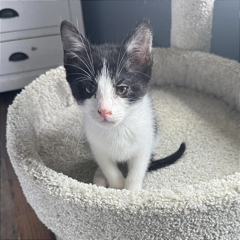 A baby small-sized male Black Domestic Short Hair cat named Smaug for adoption in Wichita, KS