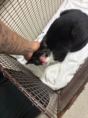 A young medium-sized male Domestic Short Hair cat named Leo for adoption in West Palm Beach, FL