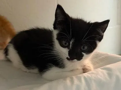 A baby small-sized male Domestic Short Hair cat named Walden for adoption in Washington, DC