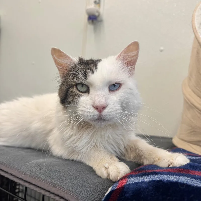 An adult medium-sized female Domestic Medium Hair cat named Zoe Aka Emily for adoption in Cumberland, ME