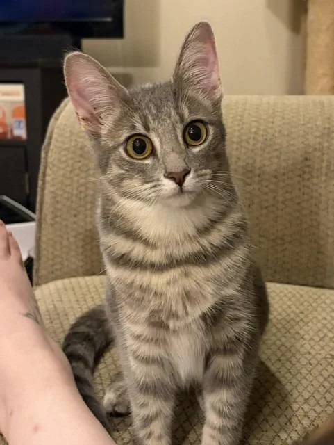 A baby medium-sized female Domestic Short Hair cat named Coriander for adoption in Little Rock, AR