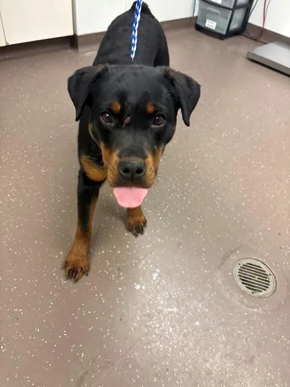 A baby medium-sized female Rottweiler dog named Kiki for adoption in South Bend, IN