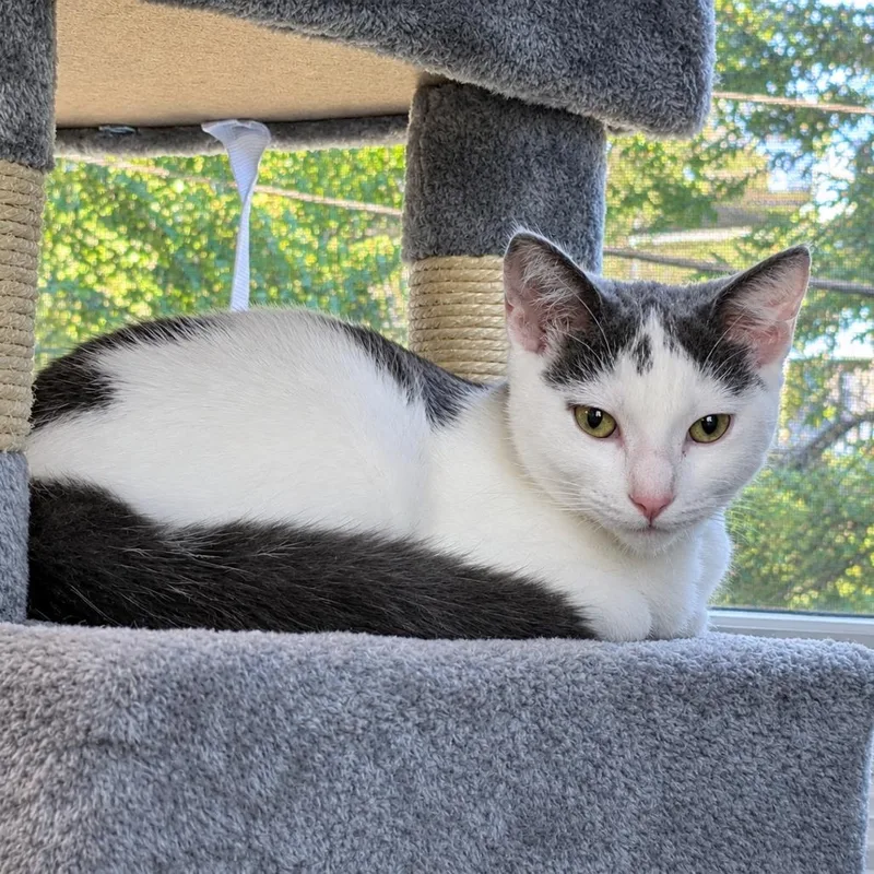 A young small-sized female Gray / Blue / Silver Domestic Short Hair cat named Venmo for adoption in Gibsonia, PA