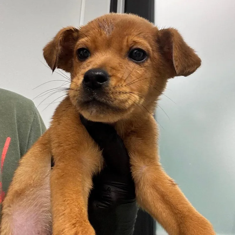A baby medium-sized male Yellow / Tan / Blond / Fawn Mixed Breed dog named Toby for adoption in Abilene, TX