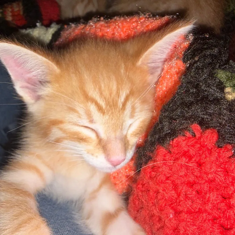 A baby small-sized male Orange / Red Domestic Short Hair cat named Hanz C for adoption in Princeton, MN