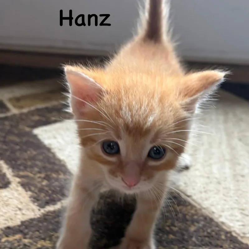 Hanz C thumbnail 4
