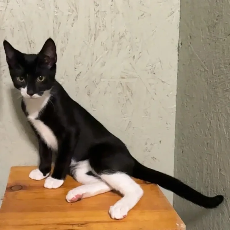 A baby medium-sized male Domestic Short Hair cat named Orion for adoption in Cumming, GA