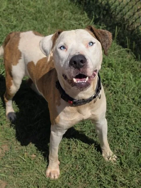 An adult large-sized male Catahoula Leopard Dog dog named Buck for adoption in York, SC