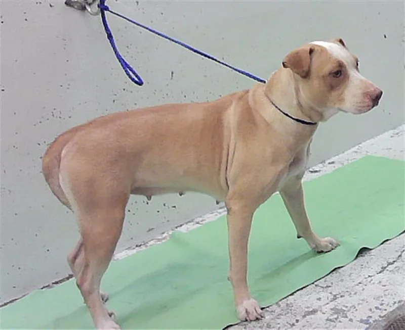 A young medium-sized female Staffordshire Bull Terrier dog named Estrella for adoption in Houston, TX