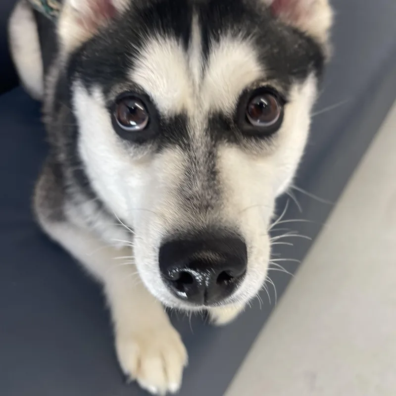 An adult medium-sized female Pomsky dog named Heidi for adoption in Medfield, MA