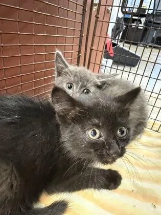 Tater at Petsmart thumbnail 2