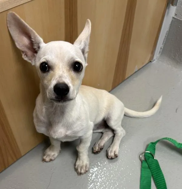 A baby small-sized female Chihuahua dog named Pen c Maddie for adoption in Lawrenceville, GA