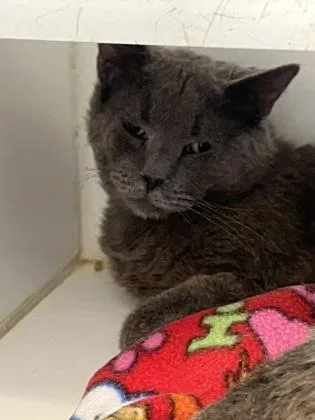 An adult small-sized male Domestic Short Hair cat named Greg for adoption in Beatrice, NE